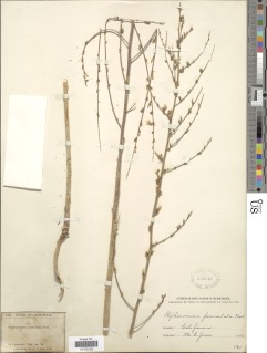 Stephanomeria paniculata image
