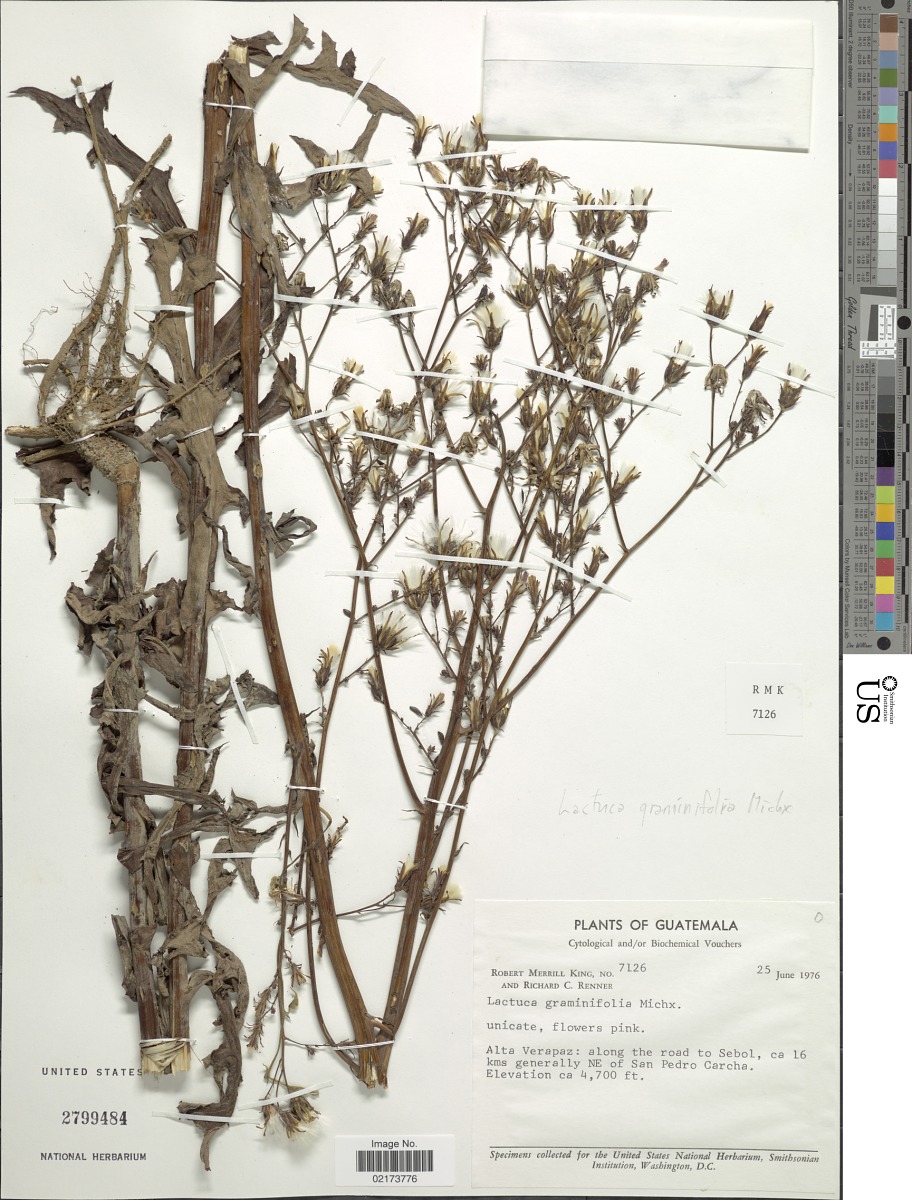 Lactuca graminifolia var. mexicana image