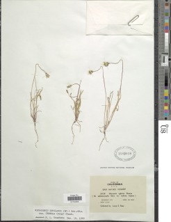 Microseris douglasii subsp. tenella image