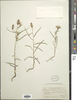 Stephanomeria lactucina image