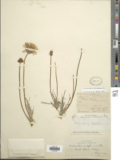 Malacothrix californica image