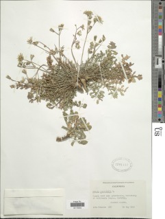 Image of Crepis bursifolia