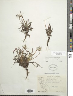 Agoseris apargioides var. eastwoodiae image
