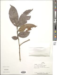 Inga pauciflora image