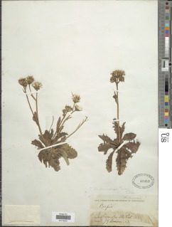 Crepis runcinata subsp. andersonii image
