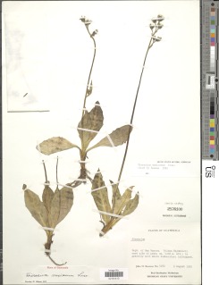 Image of Hieracium mexicanum