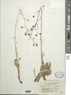 Image of Hieracium grinnellii