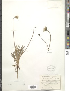 Agoseris heterophylla var. heterophylla image
