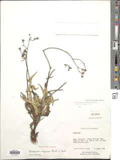 Pilosella irasuensis image