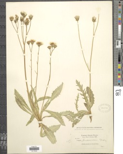 Crepis runcinata subsp. andersonii image