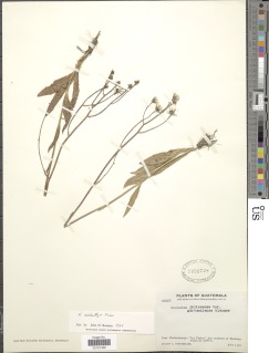 Image of Hieracium schultzii