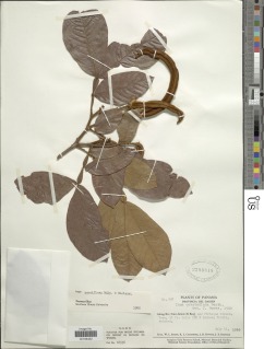 Inga pauciflora image