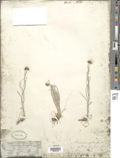 Antennaria stenophylla image