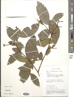 Image of Inga pauciflora