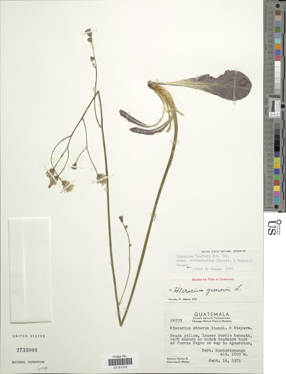 Hieracium ostreophyllum image