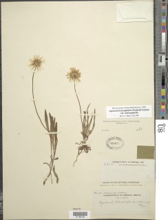 Agoseris heterophylla image