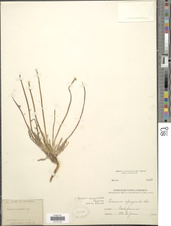 Agoseris apargioides var. apargioides image