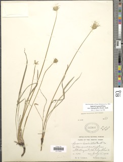 Agoseris grandiflora var. leptophylla image