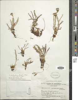 Hieracium guatemalense image