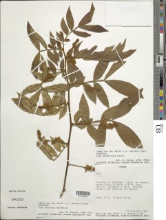 Inga densiflora image
