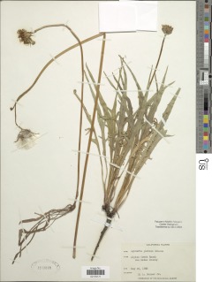 Agoseris grandiflora var. grandiflora image
