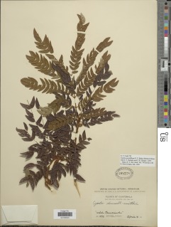 Cojoba graciliflora image