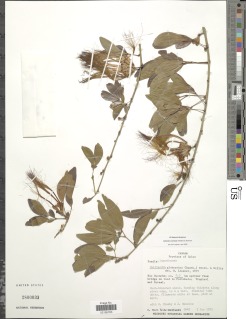 Calliandra coriacea image