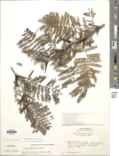 Image of Acacia globulifera