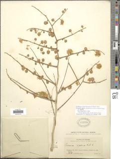 Image of Senegalia riparia