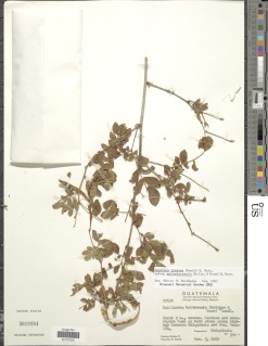 Zapoteca formosa subsp. salvadorensis image