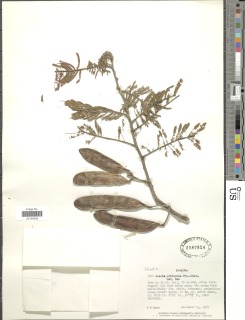 Acacia pilispina image