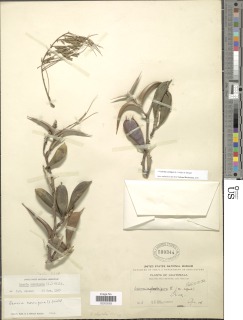 Vachellia cornigera image