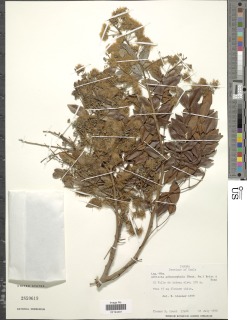 Albizia adinocephala image