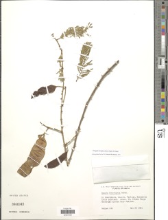 Acacia brevispica image