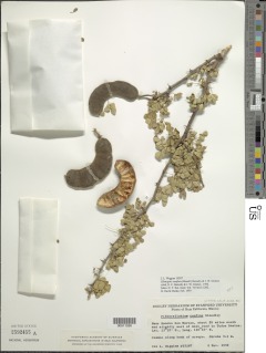 Ebenopsis confinis image