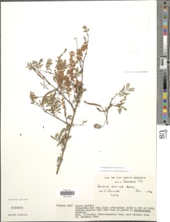 Image of Acacia goetzei