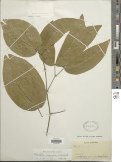 Pithecellobium hymenaeifolium image