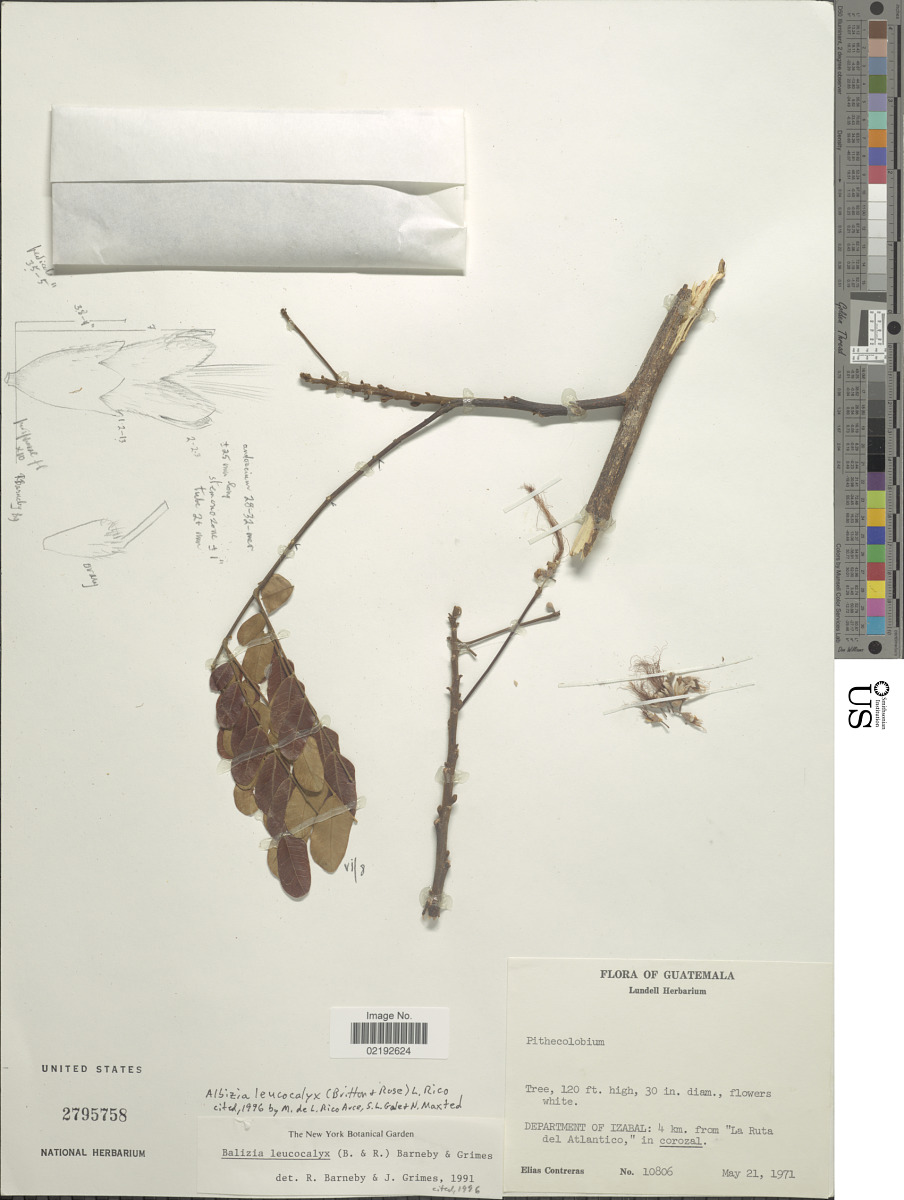 Balizia leucocalyx image