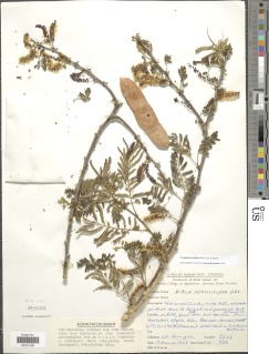 Acacia persiciflora image