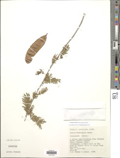Image of Acacia brevispica