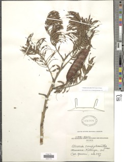 Acacia polyacantha image