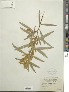Acacia longifolia image