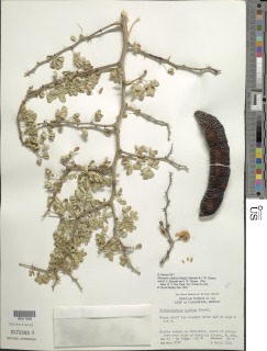 Ebenopsis confinis image