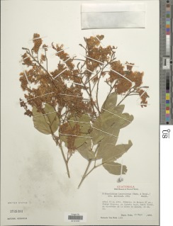 Pithecellobium lanceolatum image