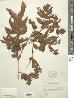 Calliandra rhodocephala image