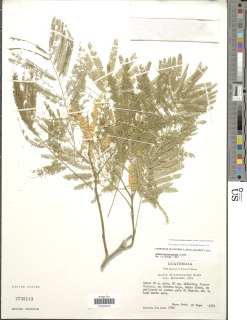 Image of Acacia usumacintensis