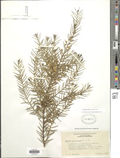 Image of Senegalia tenuifolia