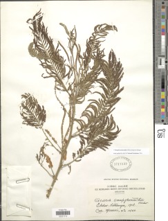 Image of Acacia polyacantha