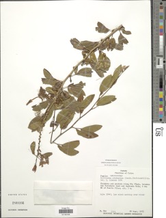 Image of Calliandra coriacea