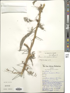 Acacia edgeworthii image